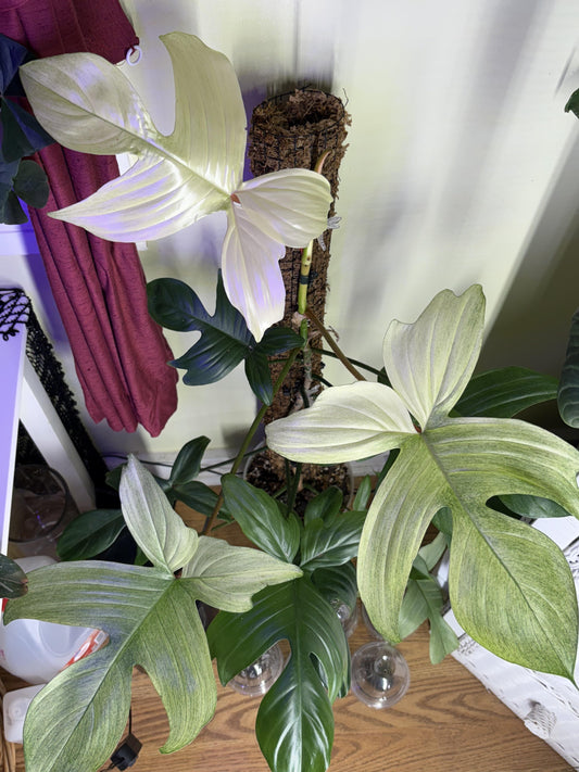 Philodendron 'florida Ghost' - View 21 from www redcrocus com