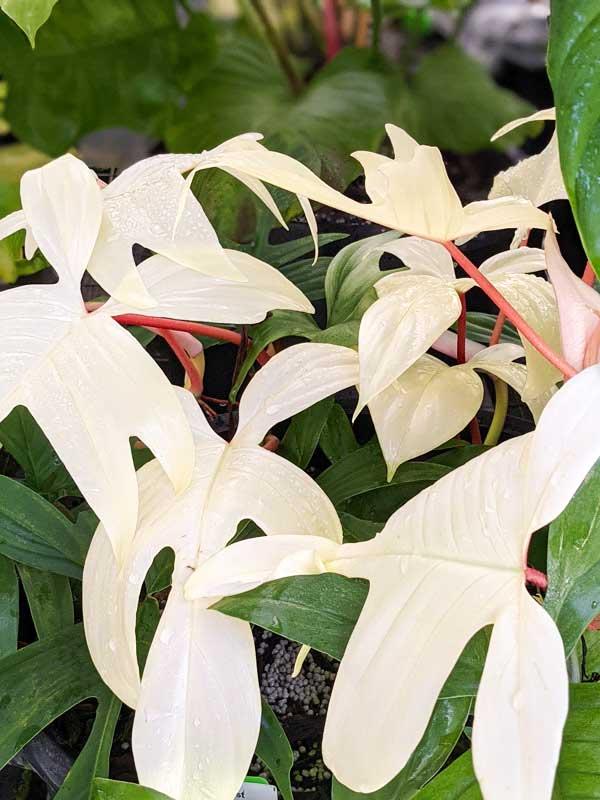 Philodendron 'florida Ghost' - View 22 from www redcrocus com