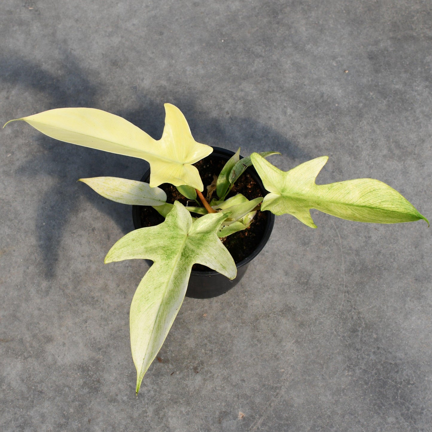 Philodendron 'florida Ghost' - View 23 from www redcrocus com