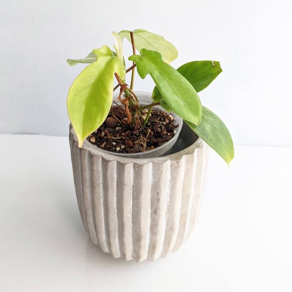 Philodendron 'florida Ghost' - View 26 from www redcrocus com