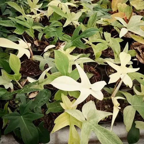Philodendron 'florida Ghost' - View 30 from www redcrocus com