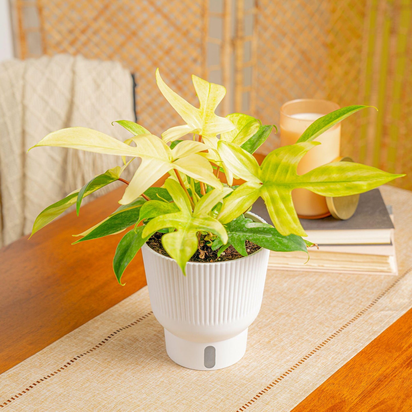 Philodendron 'florida Ghost' - View 3 from www redcrocus com