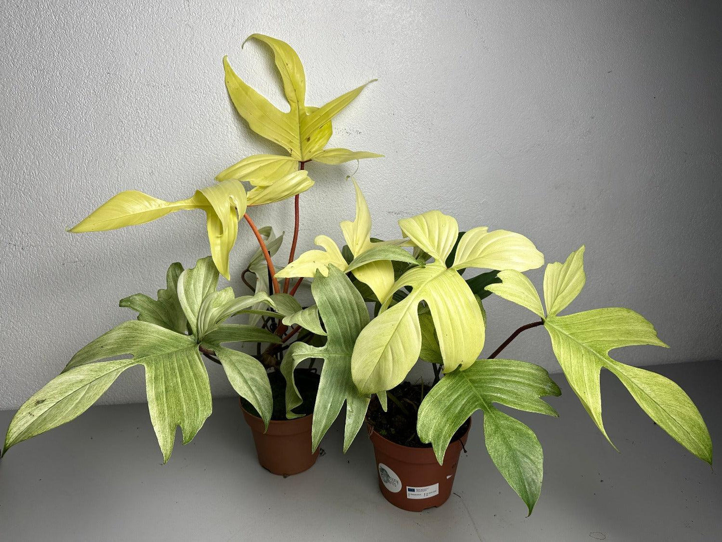 Philodendron 'florida Ghost' - View 8 from www redcrocus com