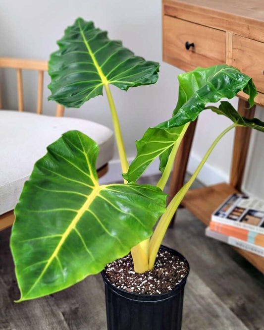 Alocasia 'lutea' - View 1 from www redcrocus com