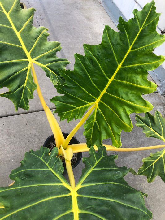 Alocasia 'lutea' - View 20 from www redcrocus com