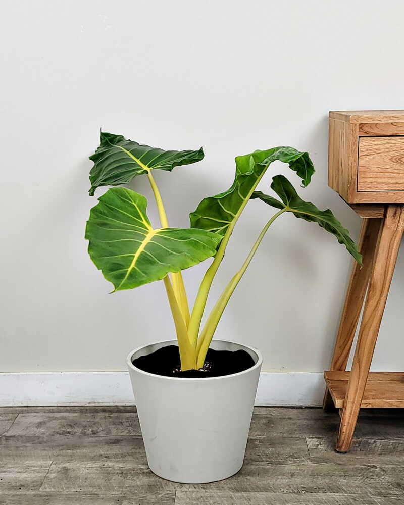 Alocasia 'lutea' - View 23 from www redcrocus com