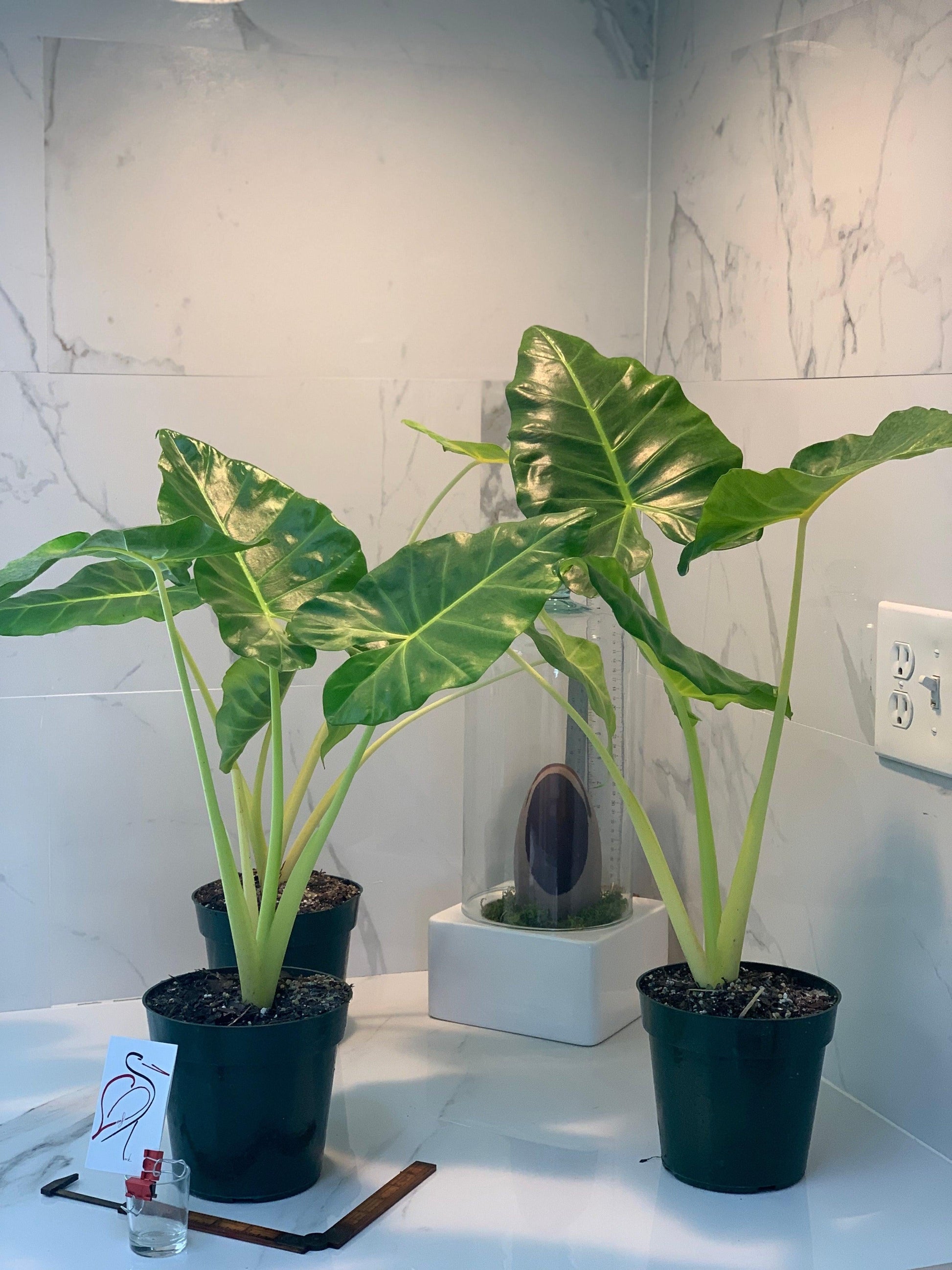 Alocasia 'lutea' - View 28 from www redcrocus com