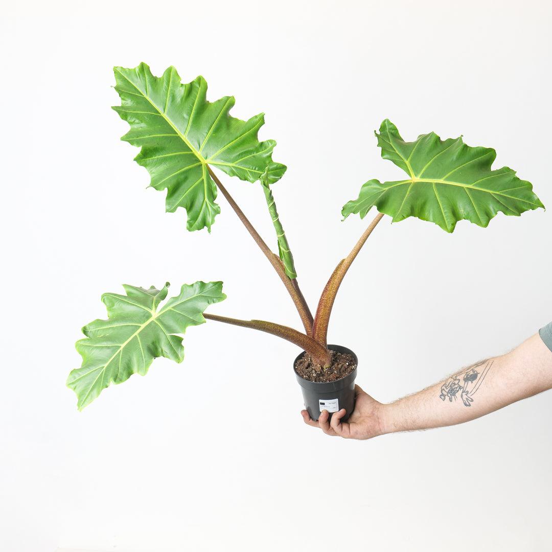 Alocasia 'lutea' - View 30 from www redcrocus com