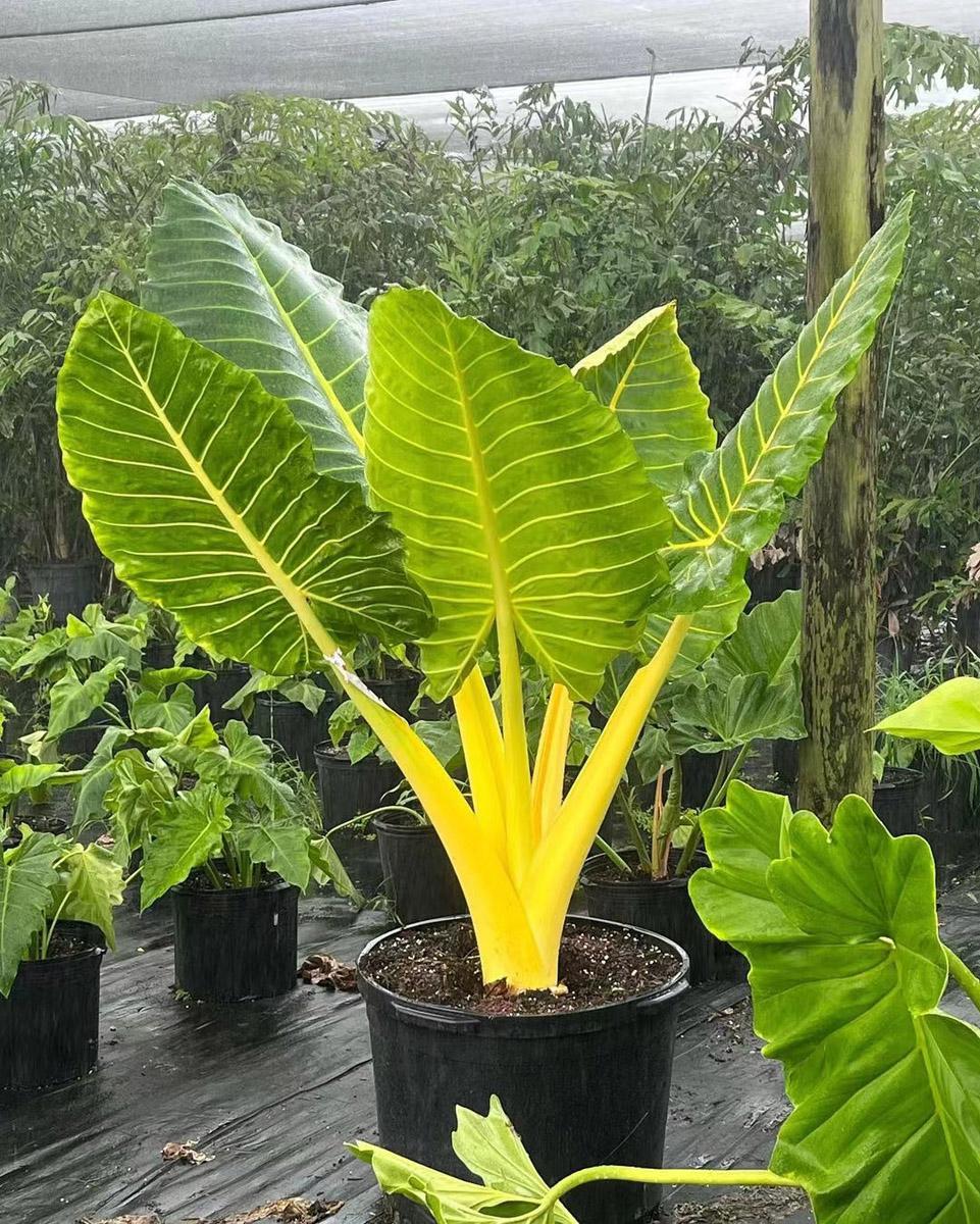 Alocasia 'lutea' - View 31 from www redcrocus com