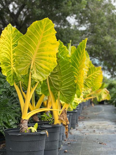 Alocasia 'lutea' - View 6 from www redcrocus com
