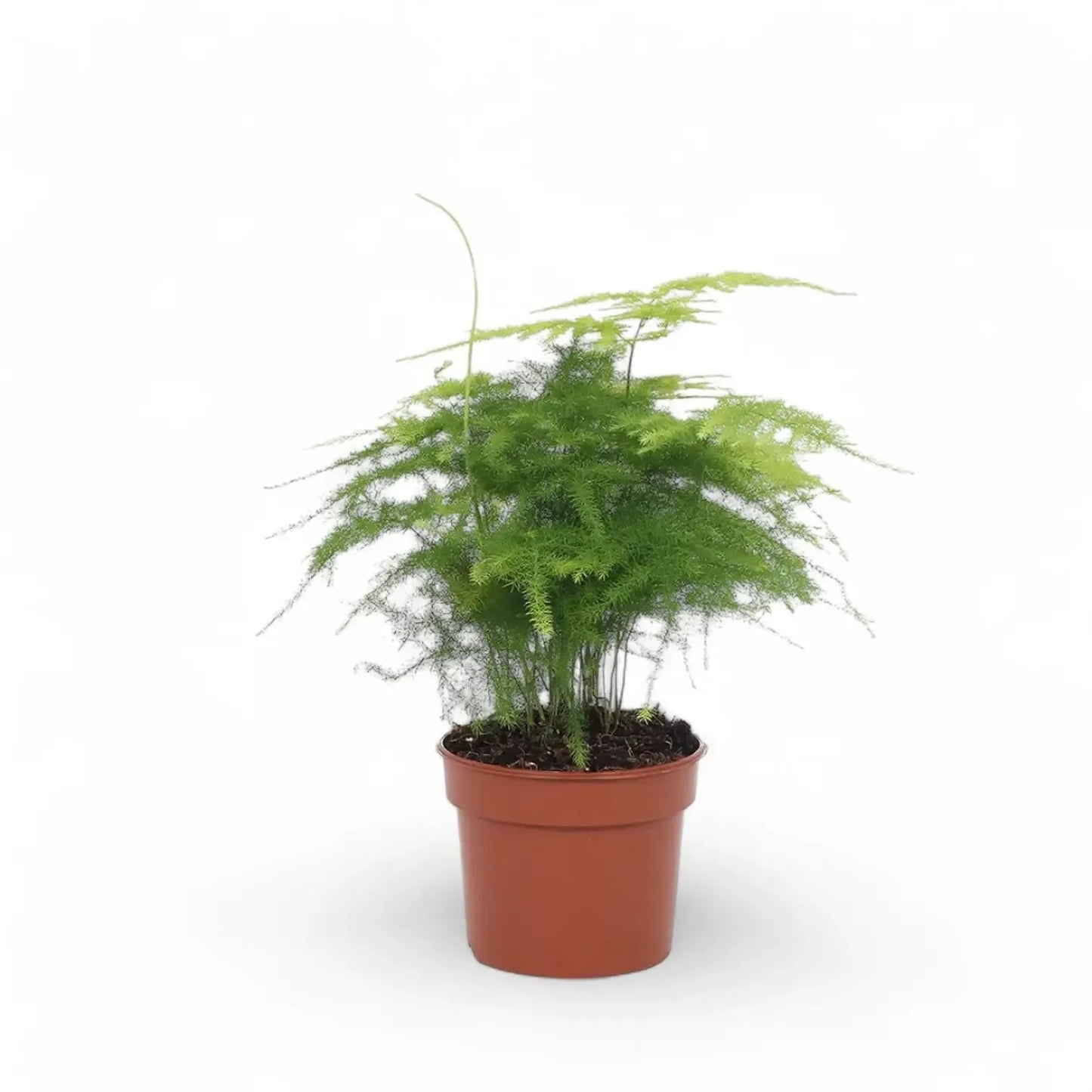 Fern, Asparagus Setaceus Plumosus, Staked - View 10 from www redcrocus com