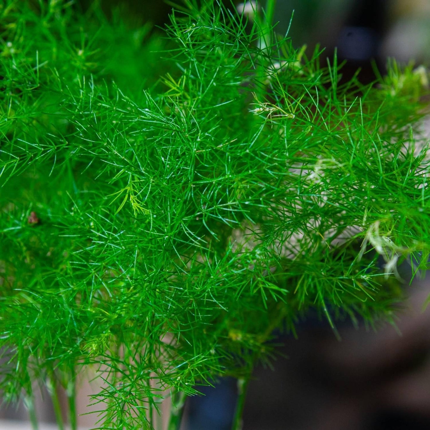 Fern, Asparagus Setaceus Plumosus, Staked - View 11 from www redcrocus com