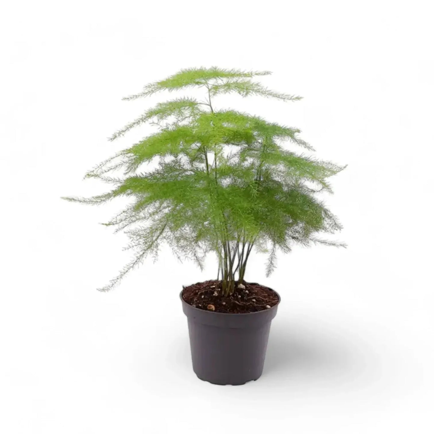 Fern, Asparagus Setaceus Plumosus, Staked - View 12 from www redcrocus com