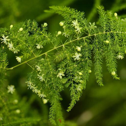 Fern, Asparagus Setaceus Plumosus, Staked - View 15 from www redcrocus com