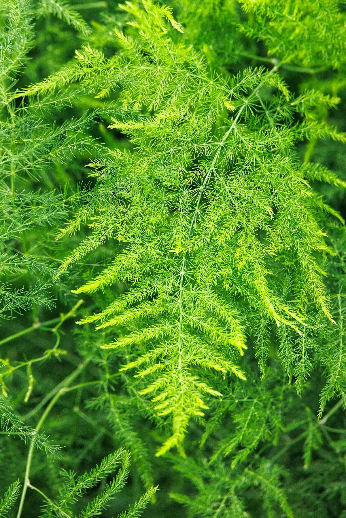 Fern, Asparagus Setaceus Plumosus, Staked - View 1 from www redcrocus com