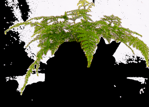 Fern, Asparagus Setaceus Plumosus, Staked - View 20 from www redcrocus com