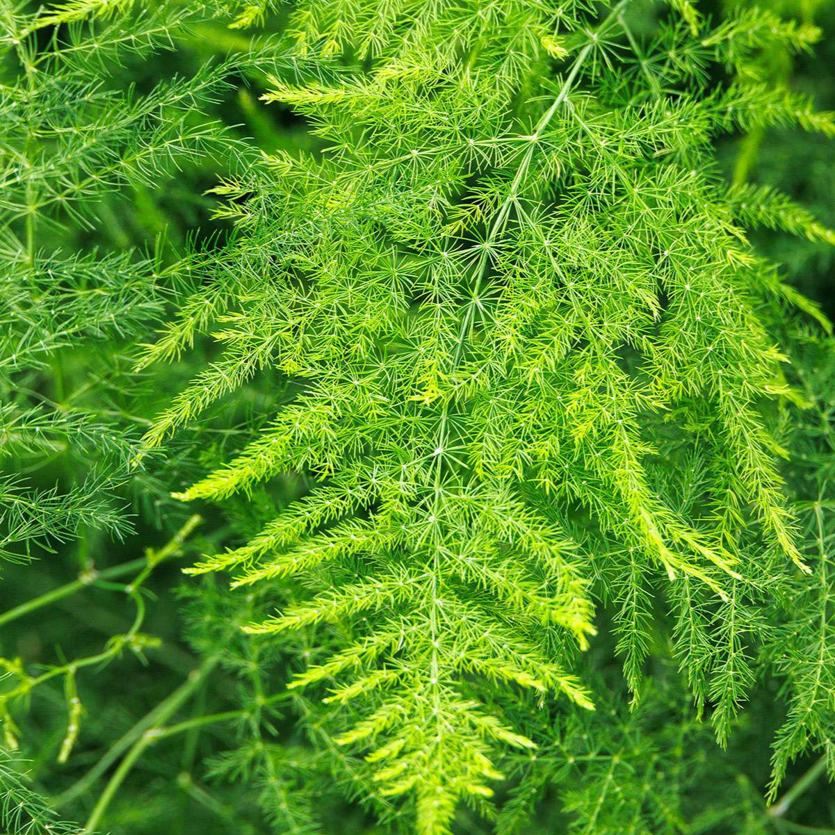 Fern, Asparagus Setaceus Plumosus, Staked - View 23 from www redcrocus com