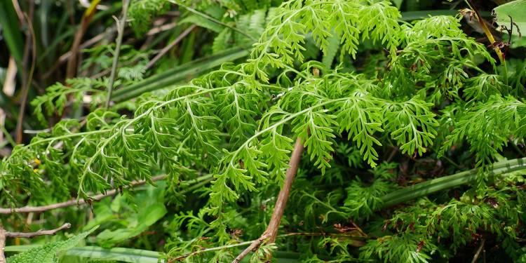 Fern, Asparagus Setaceus Plumosus, Staked - View 26 from www redcrocus com