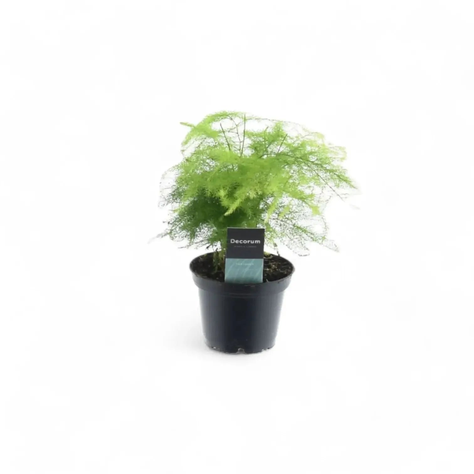 Fern, Asparagus Setaceus Plumosus, Staked - View 7 from www redcrocus com