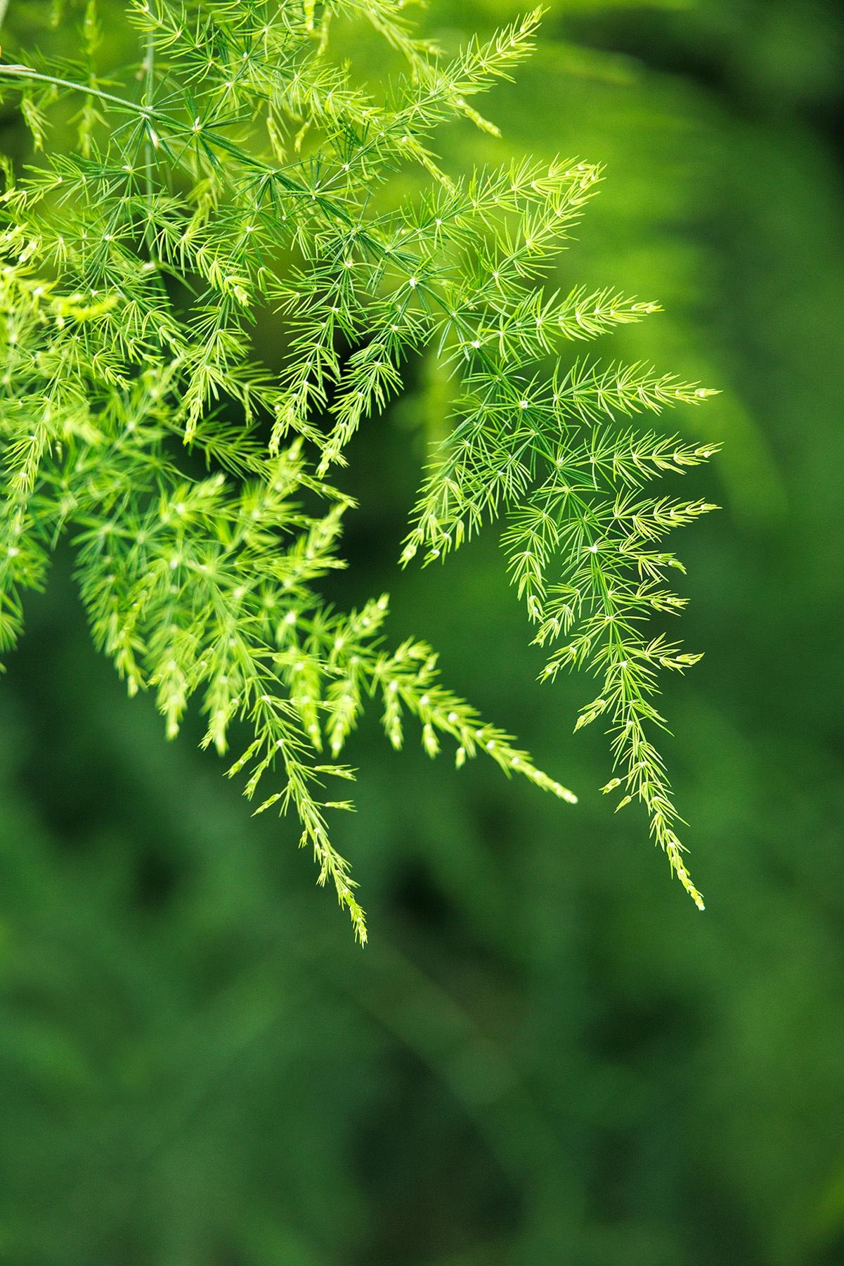 Fern, Asparagus Setaceus Plumosus, Staked - View 9 from www redcrocus com
