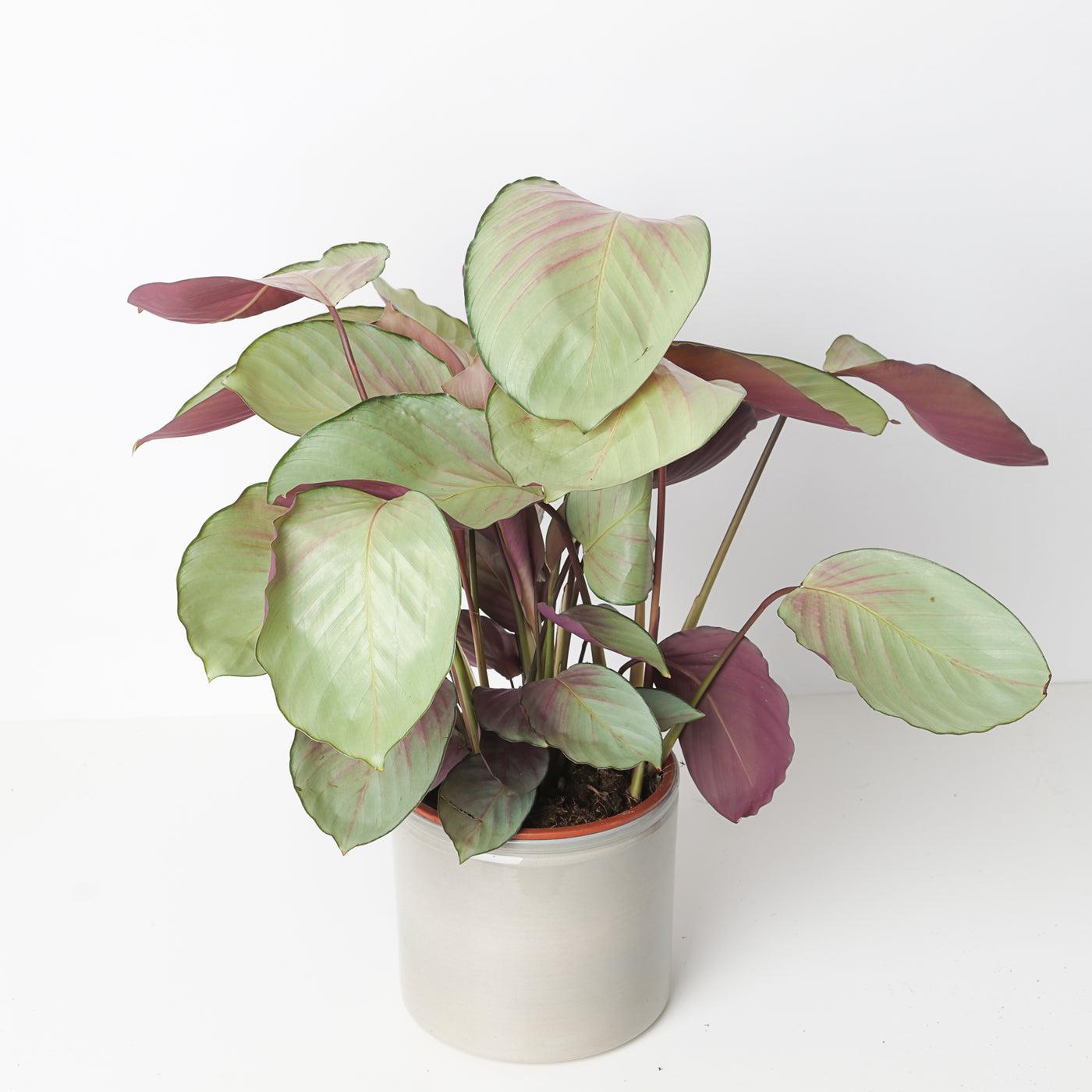 Calathea 'silver Plate' - View 10 from www redcrocus com