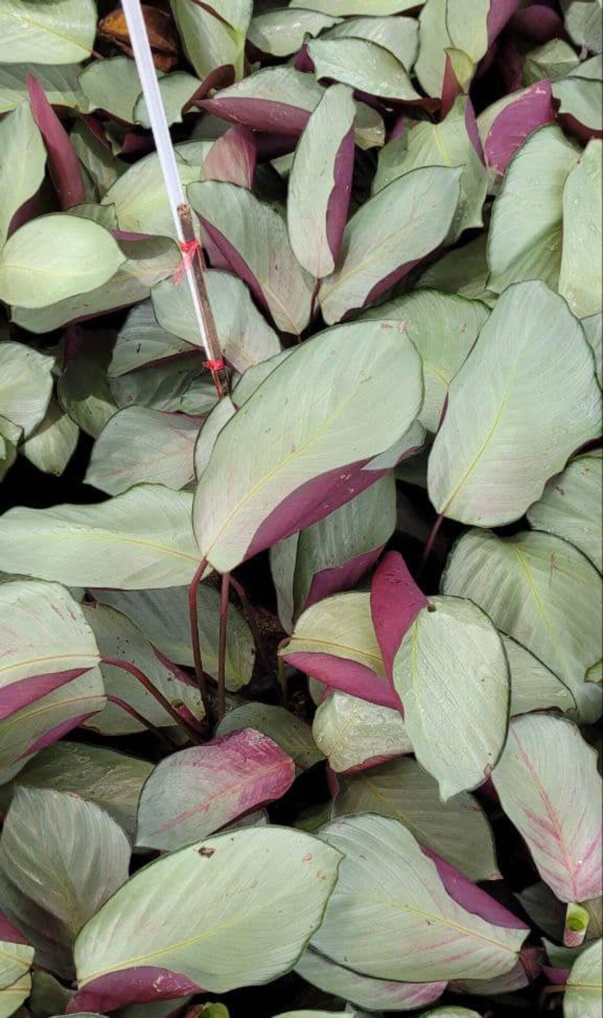 Calathea 'silver Plate' - View 12 from www redcrocus com