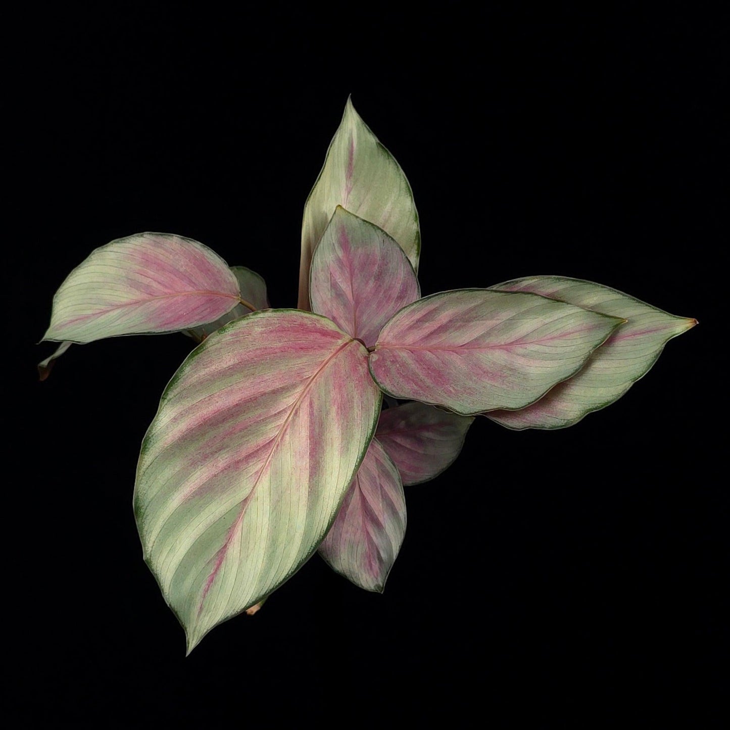 Calathea 'silver Plate' - View 14 from www redcrocus com