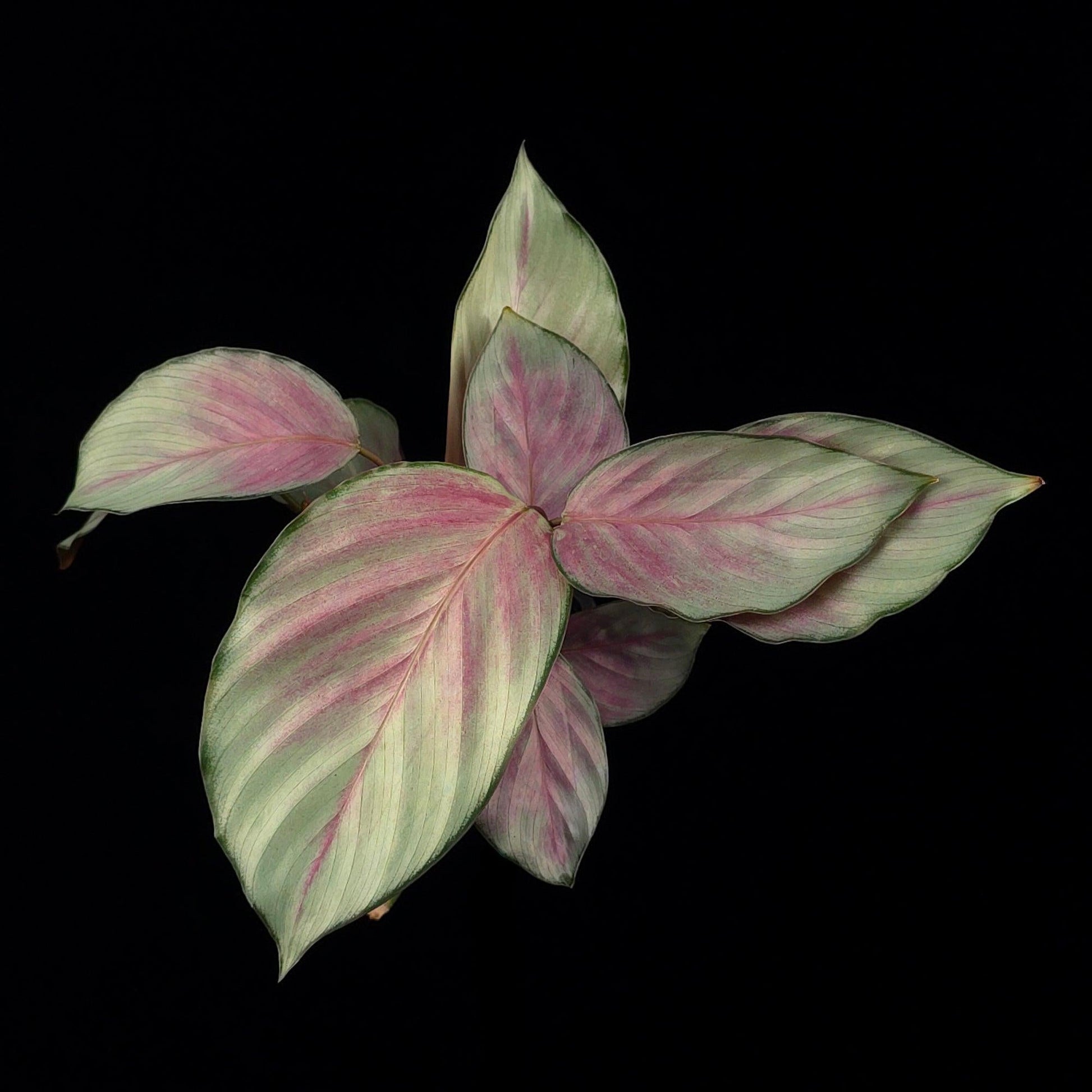 Calathea 'silver Plate' - View 14 from www redcrocus com