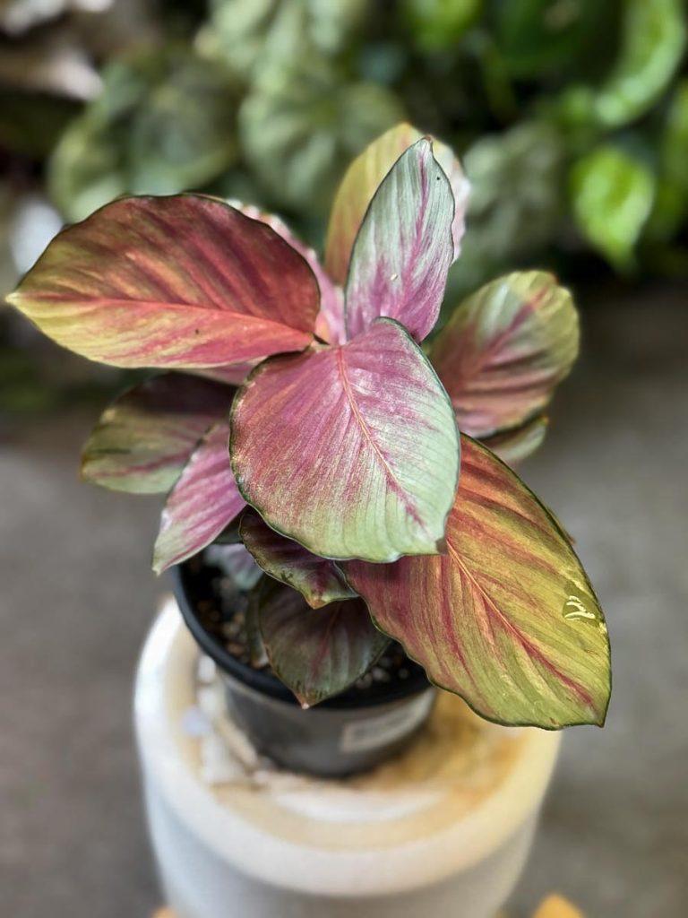 Calathea 'silver Plate' - View 15 from www redcrocus com