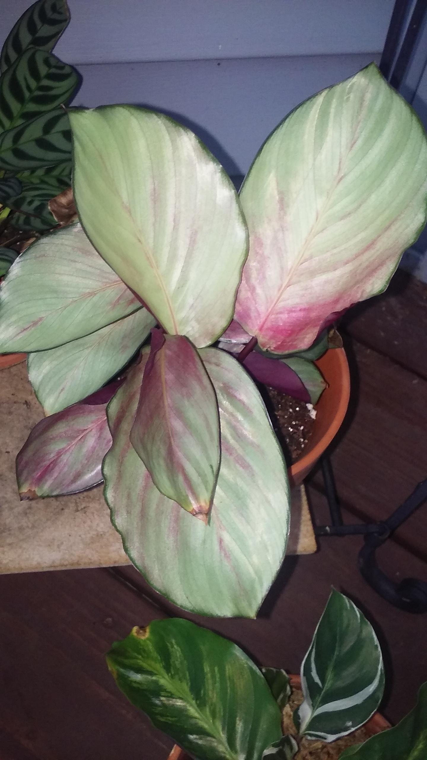 Calathea 'silver Plate' - View 17 from www redcrocus com