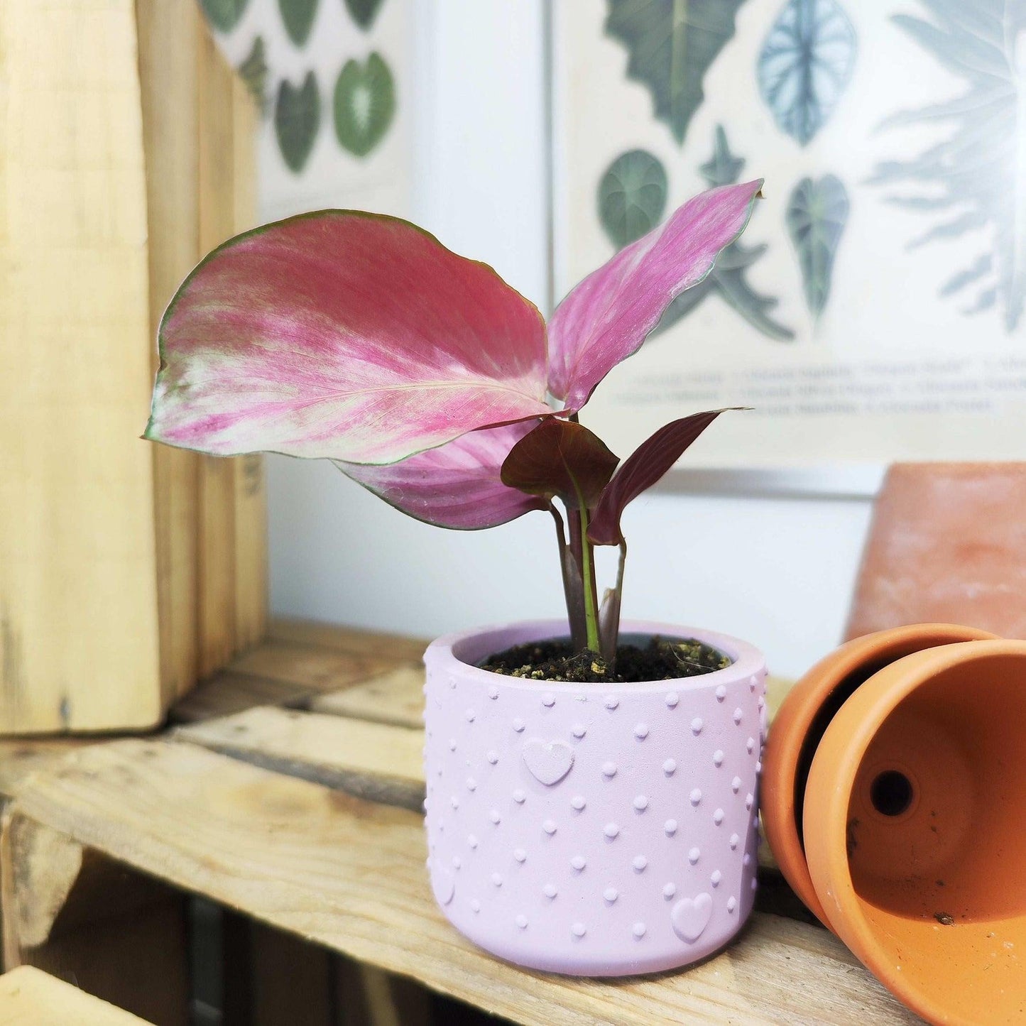 Calathea 'silver Plate' - View 18 from www redcrocus com