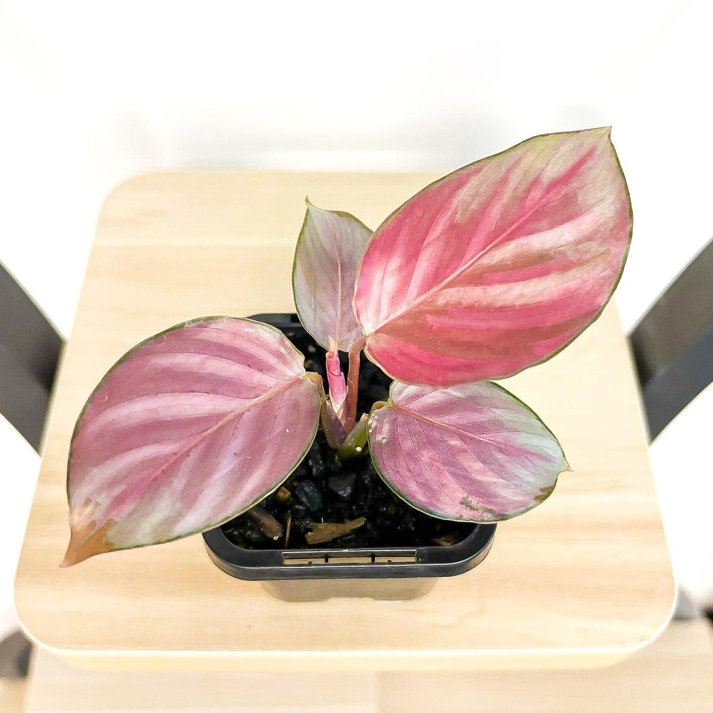 Calathea 'silver Plate' - View 23 from www redcrocus com