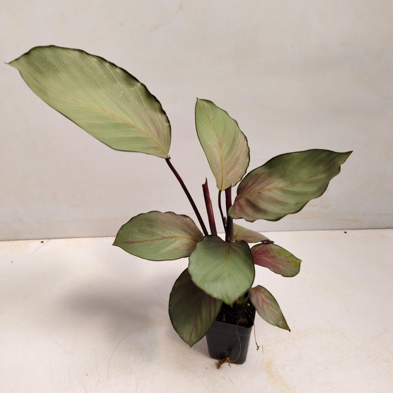 Calathea 'silver Plate' - View 25 from www redcrocus com