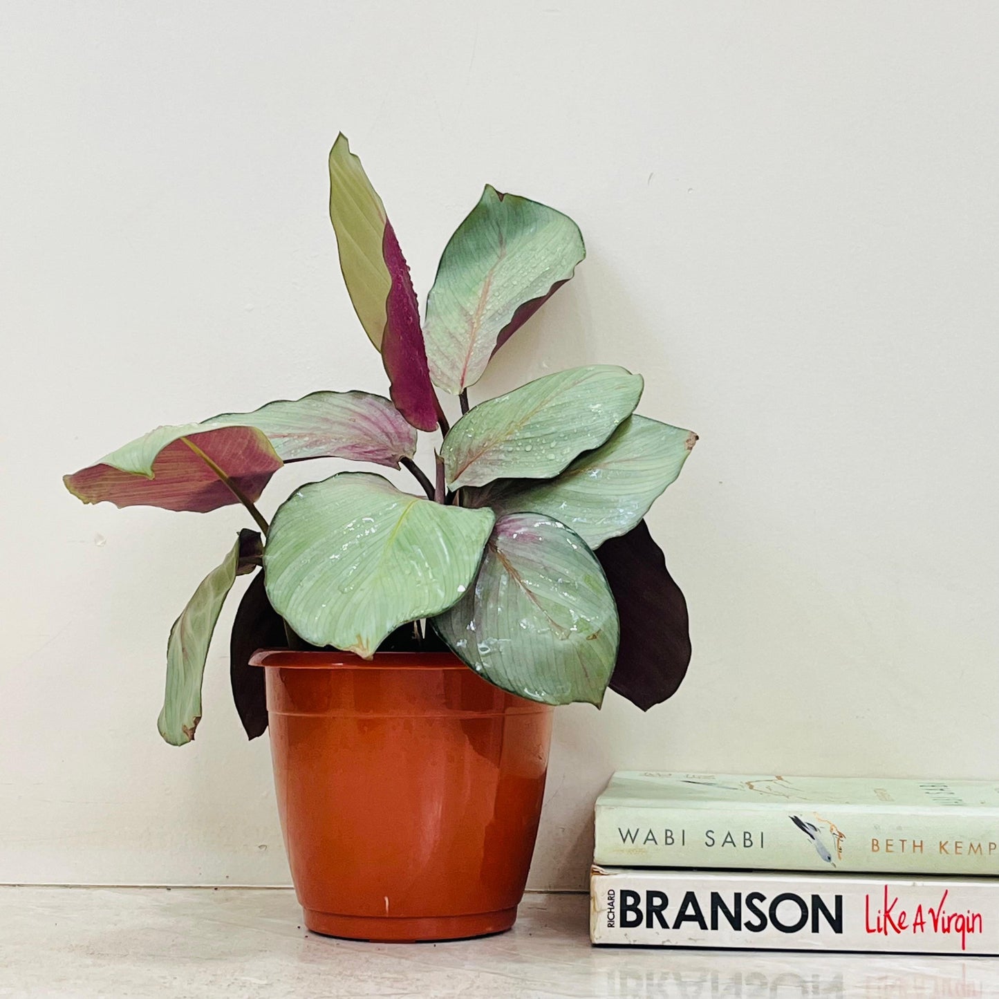 Calathea 'silver Plate' - View 26 from www redcrocus com