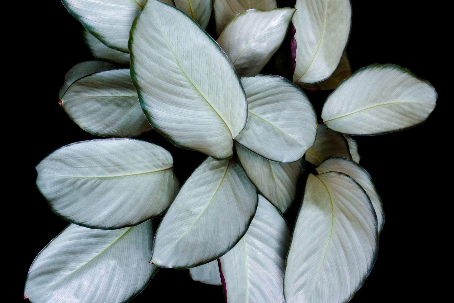 Calathea 'silver Plate' - View 28 from www redcrocus com