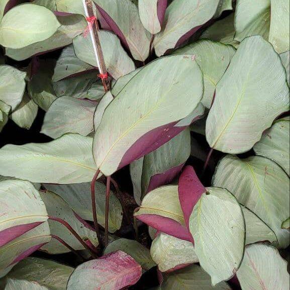 Calathea 'silver Plate' - View 29 from www redcrocus com