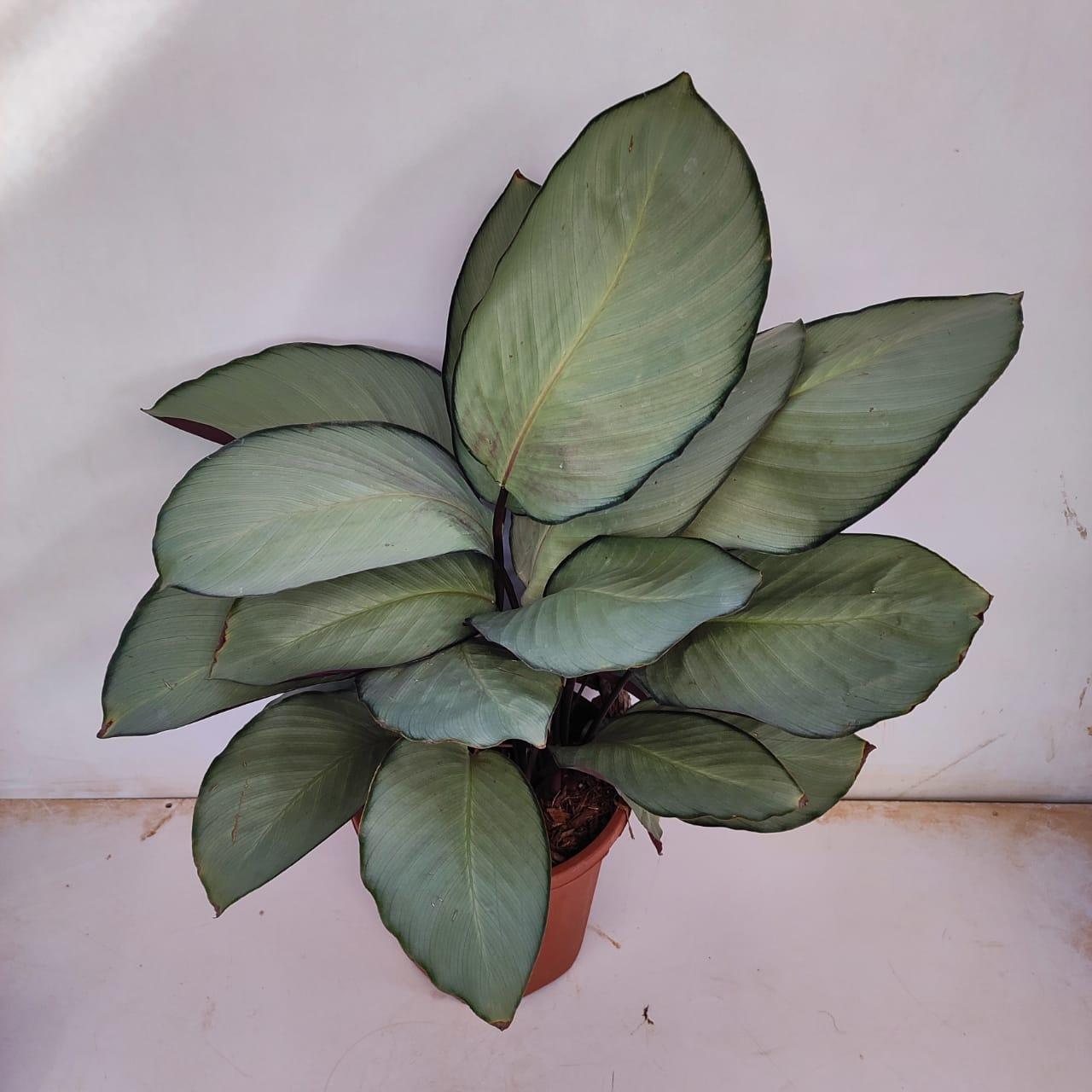 Calathea 'silver Plate' - View 2 from www redcrocus com