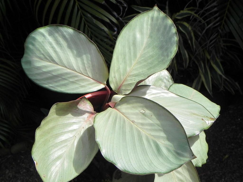 Calathea 'silver Plate' - View 30 from www redcrocus com