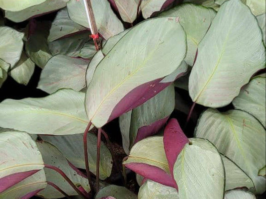 Calathea 'silver Plate' - View 32 from www redcrocus com