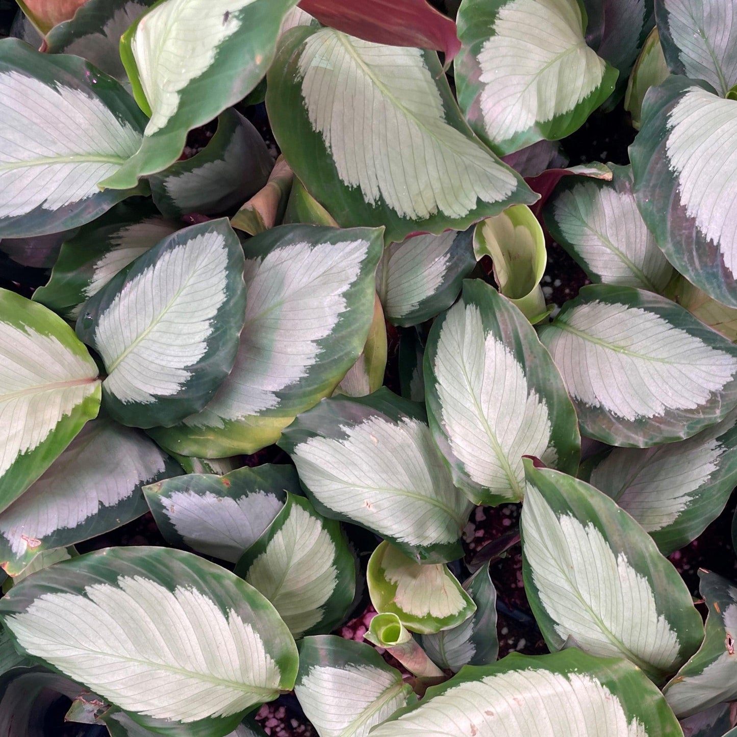 Calathea 'silver Plate' - View 33 from www redcrocus com
