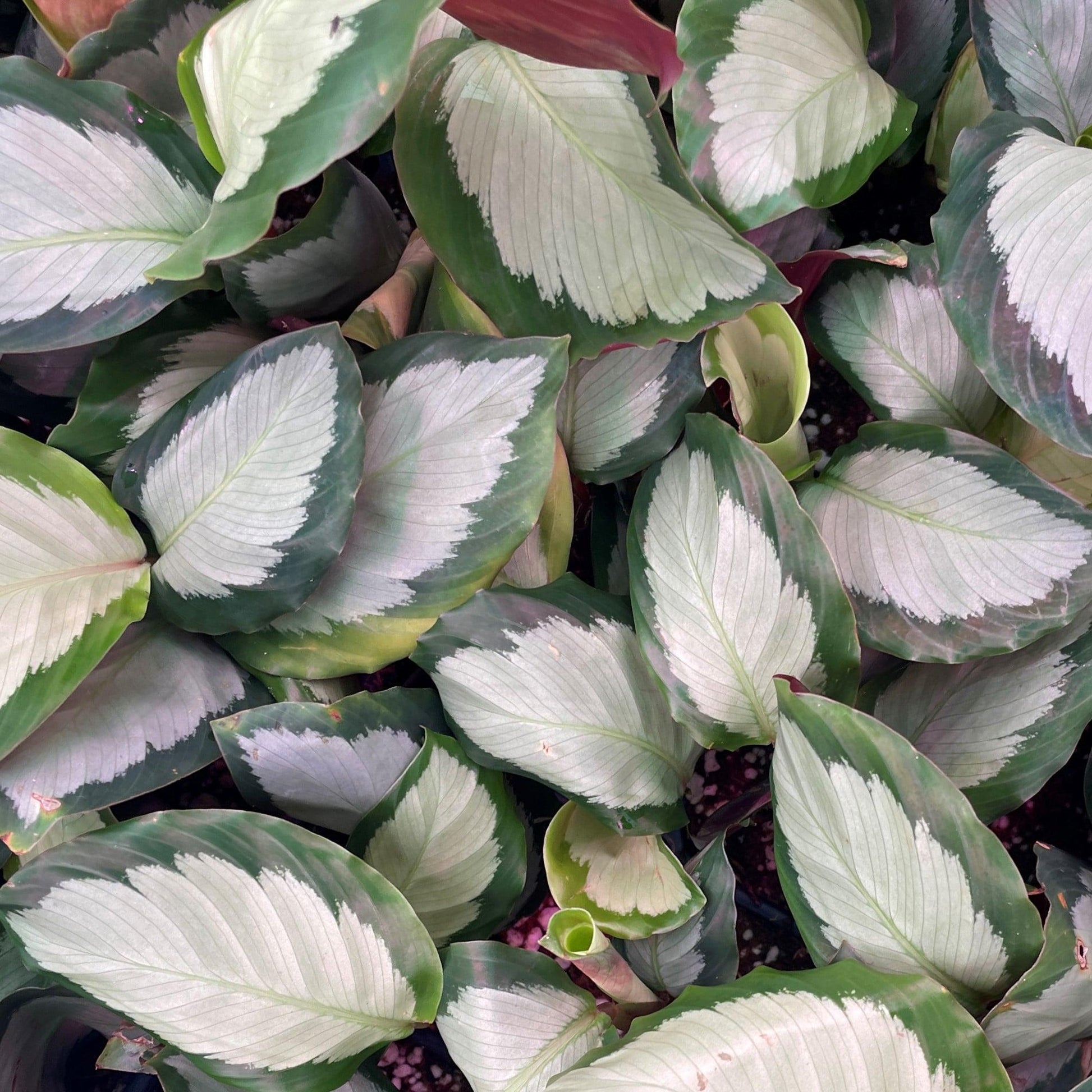 Calathea 'silver Plate' - View 33 from www redcrocus com
