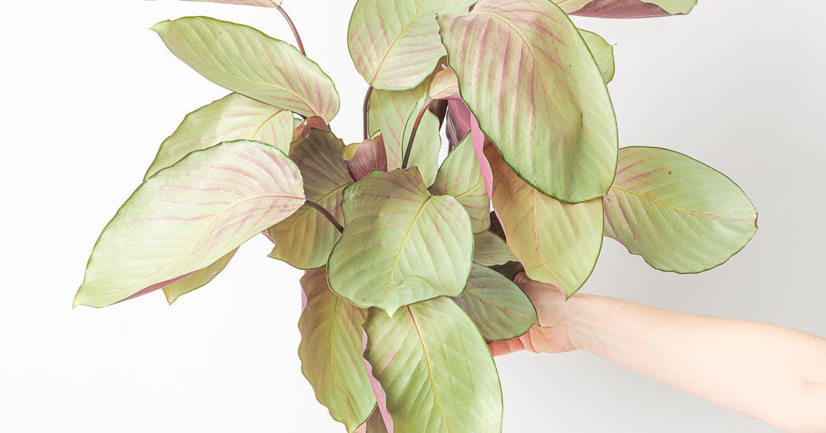 Calathea 'silver Plate' - View 34 from www redcrocus com