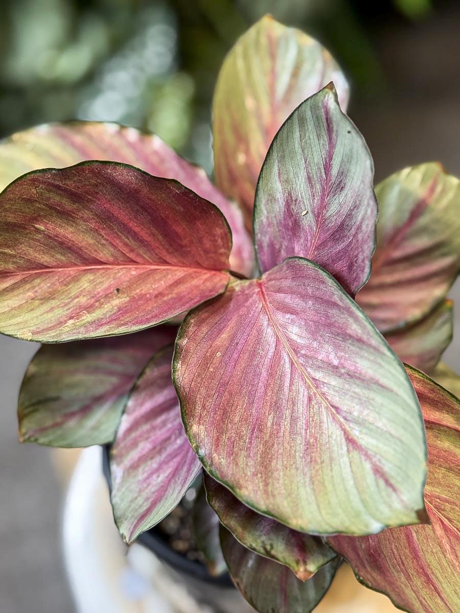 Calathea 'silver Plate' - View 3 from www redcrocus com