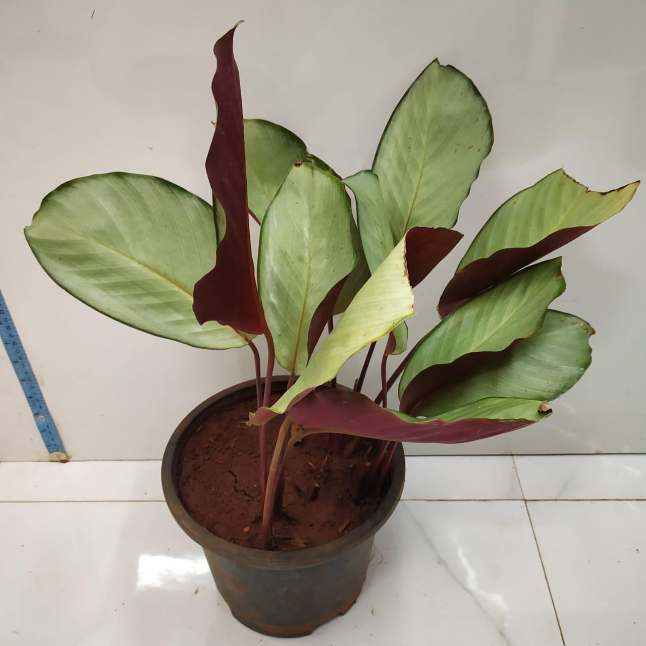 Calathea 'silver Plate' - View 4 from www redcrocus com