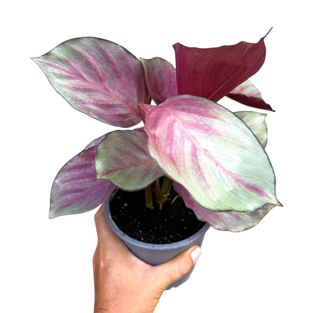 Calathea 'silver Plate' - View 7 from www redcrocus com