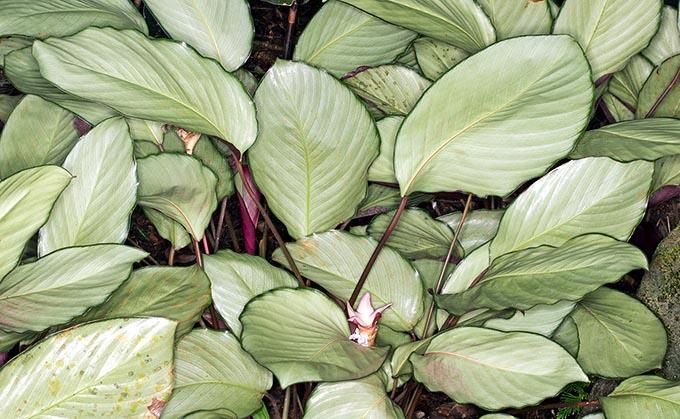 Calathea 'silver Plate' - View 8 from www redcrocus com
