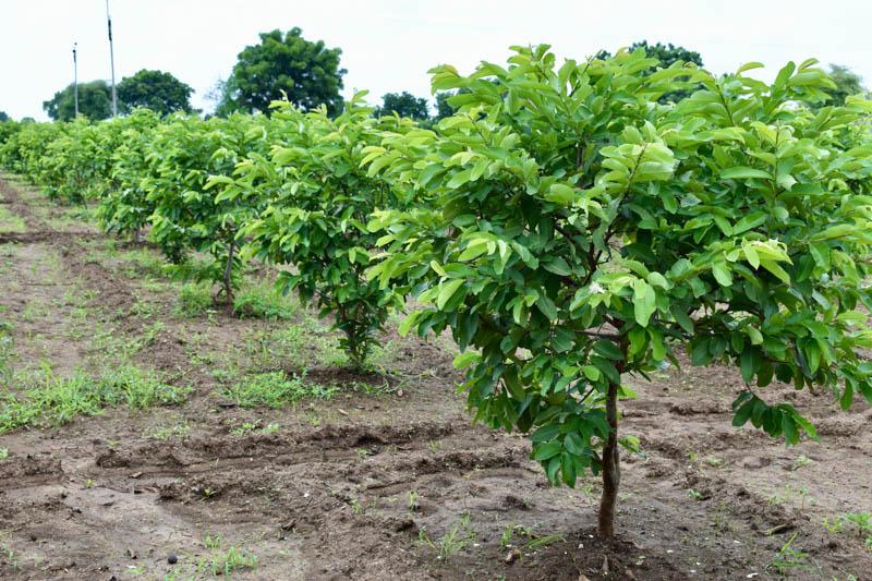 Psidium Guajava (guava) - View 10 from www redcrocus com
