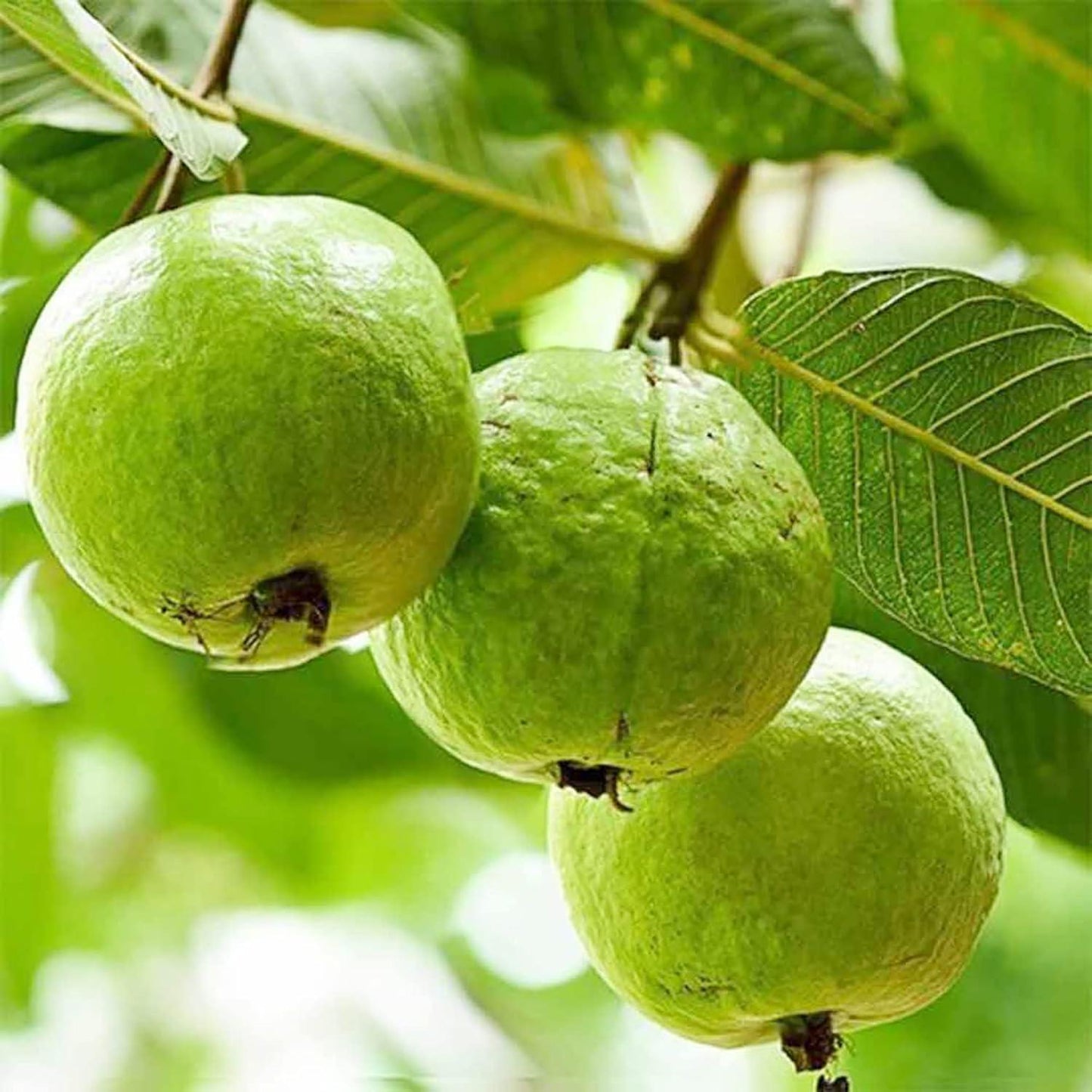 Psidium Guajava (guava) - View 11 from www redcrocus com