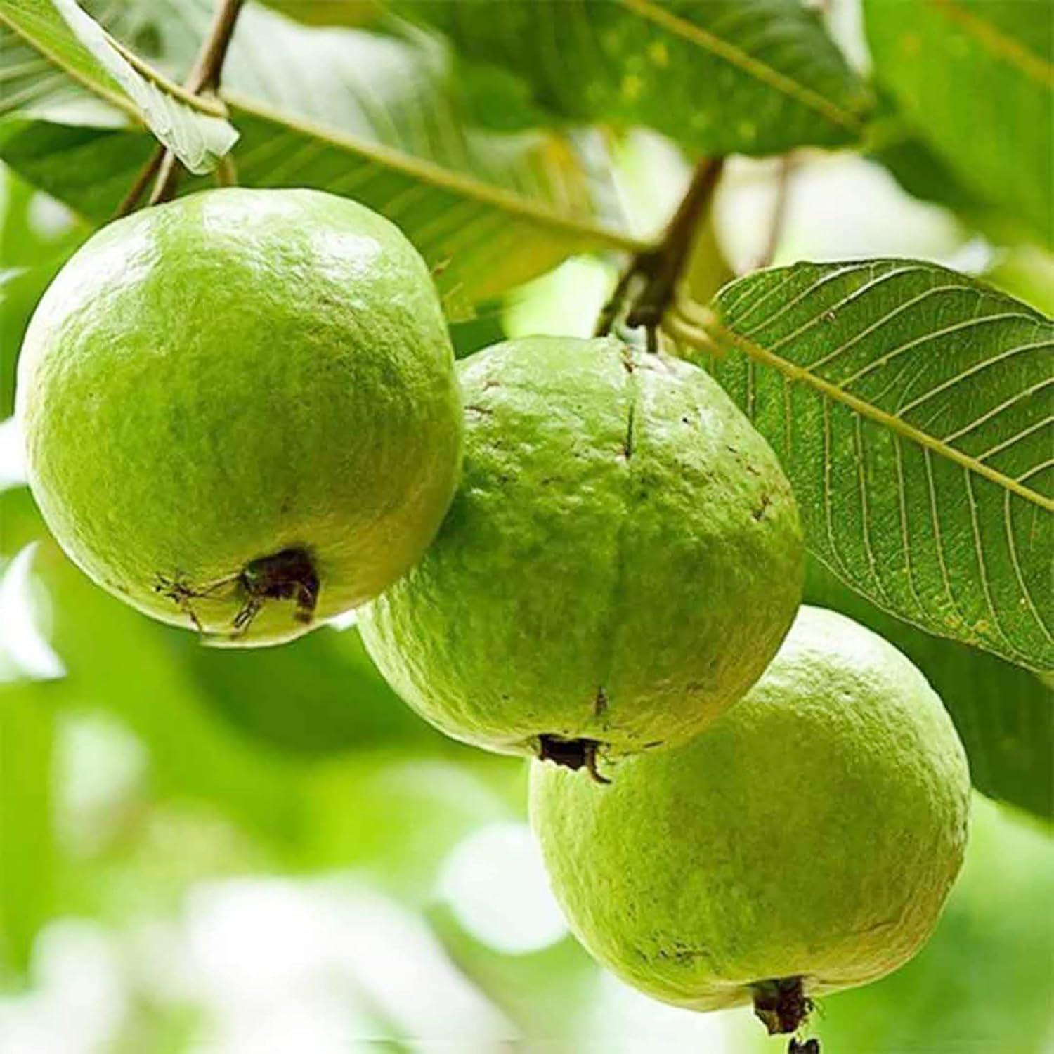 Psidium Guajava (guava) - View 11 from www redcrocus com