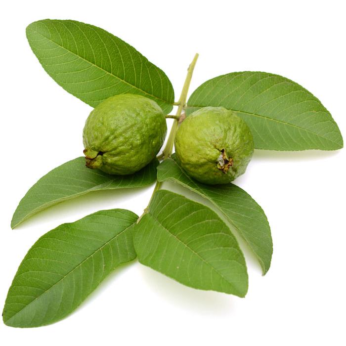Psidium Guajava (guava) - View 12 from www redcrocus com